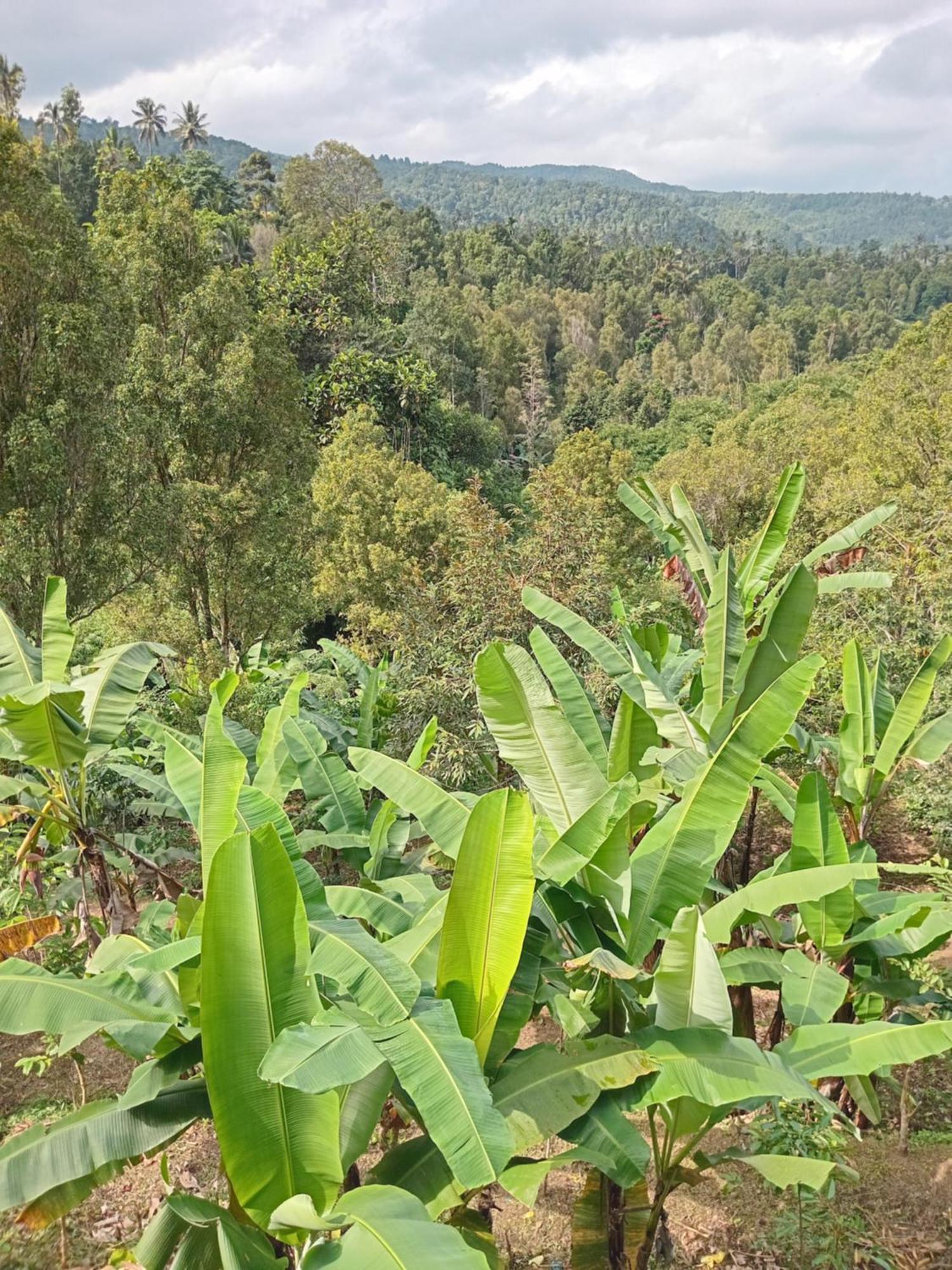 Kanaya Homestay & Warung Heaven Munduk Εξωτερικό φωτογραφία